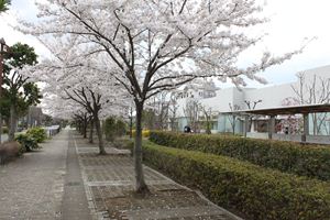 市立図書館から見える桜