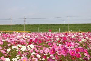 写真：上内川地内のコスモス畑