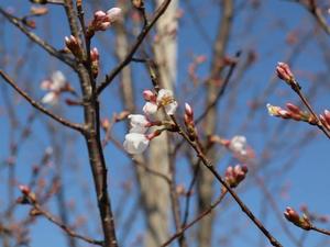 桜の蕾のアップ