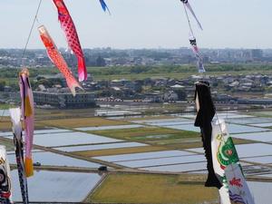地上50メートルから見た鯉のぼり鯰のぼり