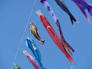 地上50メートルから見た鯉のぼり鯰のぼり