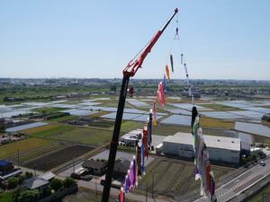 地上50メートルから見た鯉のぼり鯰のぼり