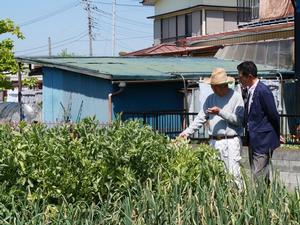 農業者とそら豆畑を視察する市長