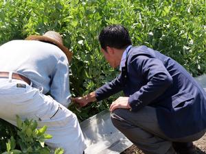 そら豆を収穫する市長