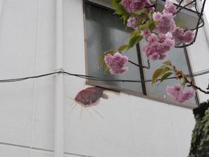 社屋に描かれたなまず
