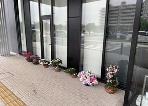 市役所庁舎玄関に展示されたさつき