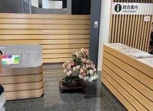 市役所庁舎内に展示されたさつき