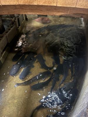 生け簀で泳ぐなまずの様子
