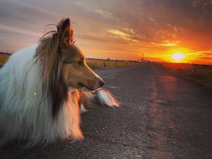 よしかわ観光協会フォトコンテスト2025入賞作品