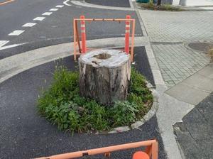 歩道に残っていた街路樹の切り株