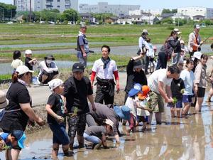 参加者が田植えする様子を見守る市長