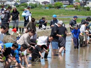 子供のとなりで笑顔で一緒に田植えをする市長