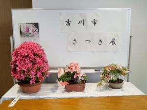 展示会場に飾られたさつきの数々