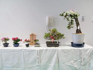 展示会場に飾られたさつきの数々