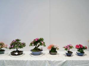 展示会場に飾られたさつきの数々