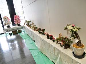 展示会場に飾られたさつきの数々
