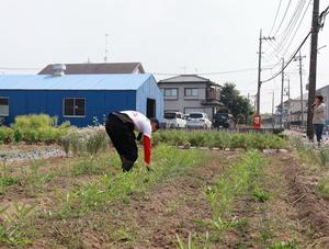 圃場で農作業を行う市長