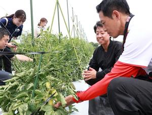 圃場で農作業を行う市長