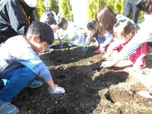 ビニール手袋をしている小学生とシャベルを持っている親子がチューリップの球根を植えている様子