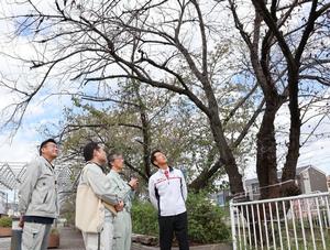 桜を現地確認する市長と職員と樋口社長