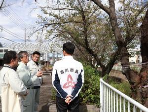 桜を現地確認する市長と職員と樋口社長