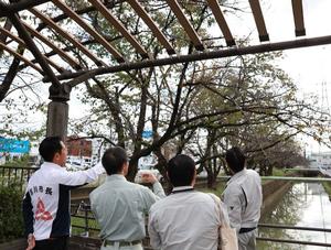 桜を現地確認する市長と職員と樋口社長