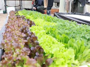 阿佐美さんが生育した野菜