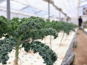 阿佐美さんが生育した野菜