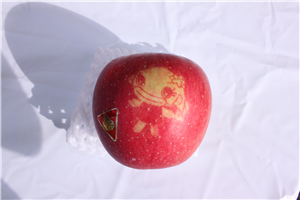 名付け親の東さんには、吉川室根交流協会から「なまりん」の絵柄が入ったりんごがおくられました