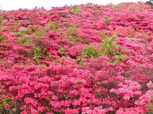 6月上旬から中旬にかけて、室根山のツツジが満開になっている写真です。遠くから見ると山が燃えているように見えるほど、見事に咲き誇ります。