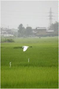 田園風景