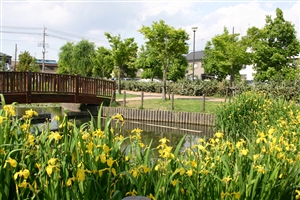 平成21年5月14日に、なまずの里公園で撮影した花しょうぶ