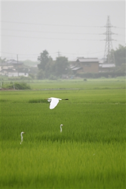 吉川の旭地区の田園風景。田んぼからサギが顔をだしています