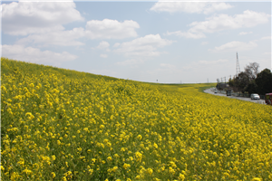吉川の四季折々の風景 スポット 吉川市公式ホームページ
