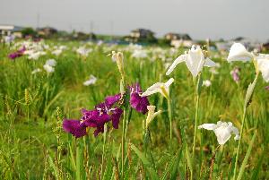 花しょうぶの写真