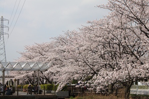 ポケットパークの桜