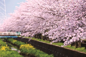 桜並木