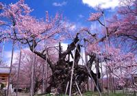 満開の北斗市神代桜