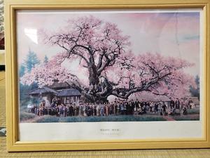 神代桜の絵画