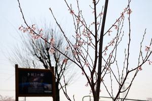 咲いたきぼうの桜