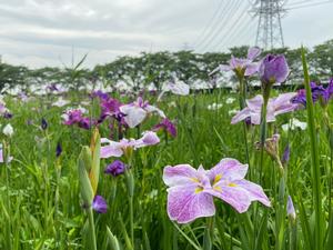 花菖蒲画像