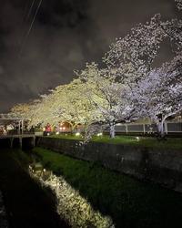 桜のライトアップの様子