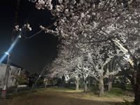 昨年のライトアップの様子