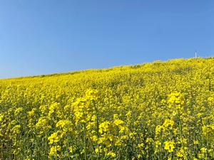 菜の花画像