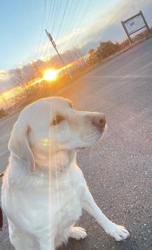 愛犬の写真