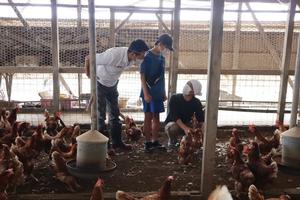 鶏舎見学の様子