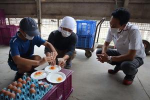 鶏舎見学の様子