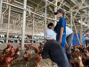 鶏舎見学の様子