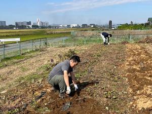 さつまいも芋収穫の様子