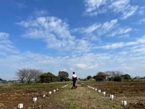 さつまいも芋収穫の様子